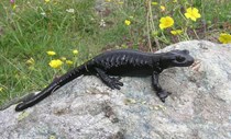 Lanzas Alpensalamander